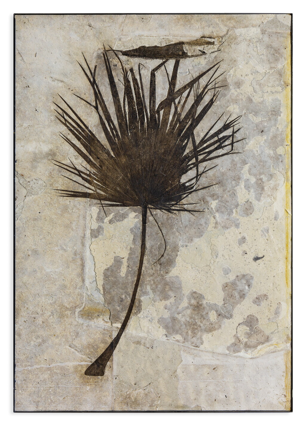 View full screen - View 1 of Lot 29. An Uncommonly Large Fossil Palm Frond.
