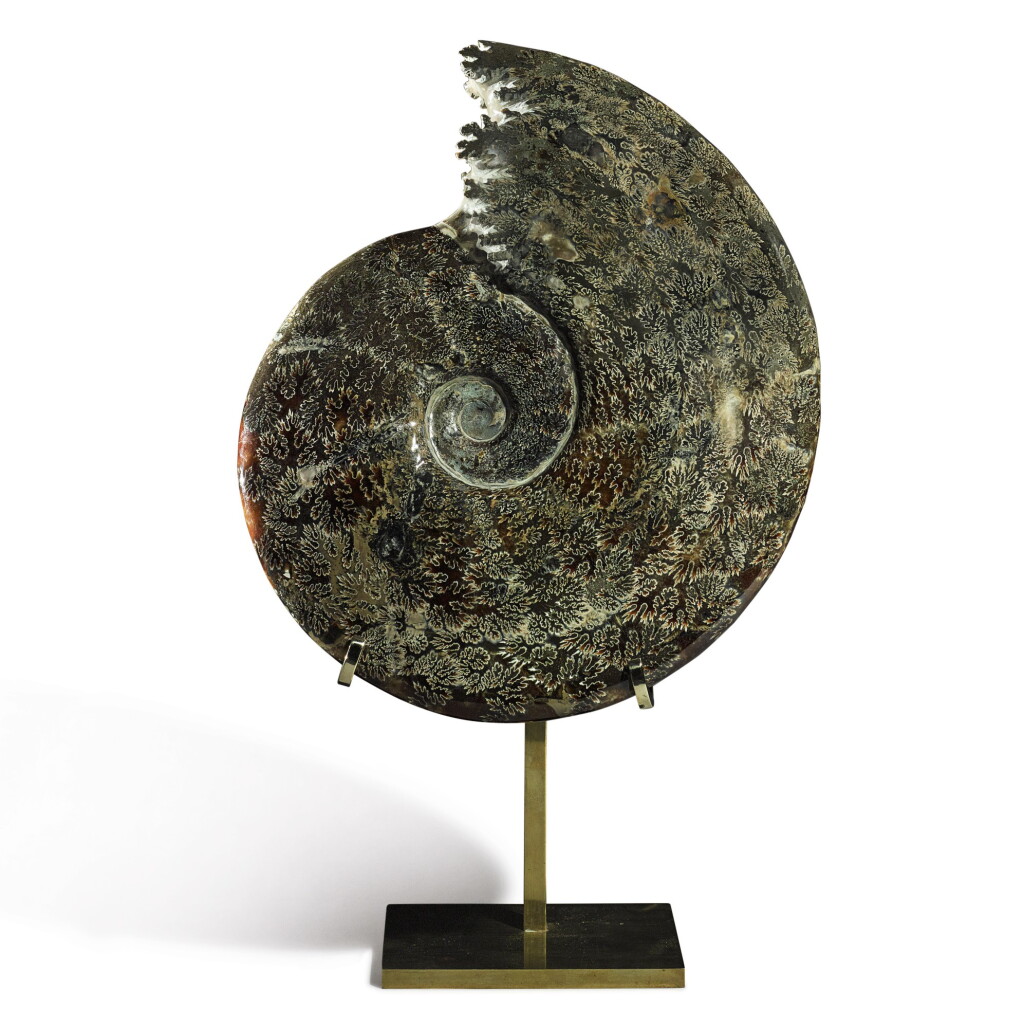 View full screen - View 1 of Lot 77. AN AMMONITE.