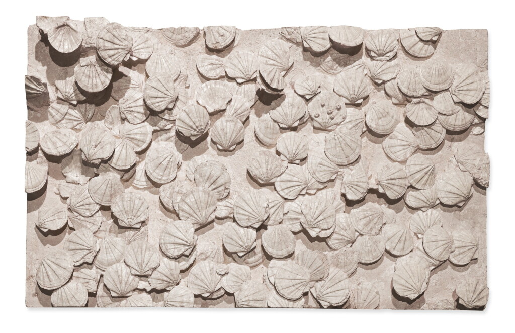 View full screen - View 1 of Lot 141. A LARGE MURAL OF FOSSILIZED SAINT-JACQUES SHELLS..