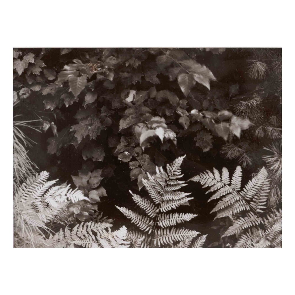 View full screen - View 1 of Lot 87. Ferns.
