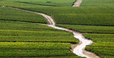View full screen - View 1 of Lot 951. Brunello di Montalcino, Cerretalto 2006 Casanova Di Neri (1 DM).