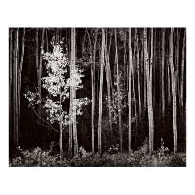 View full screen - View 1 of Lot 128. ANSEL ADAMS | 'ASPENS, NORTHERN NEW MEXICO'.