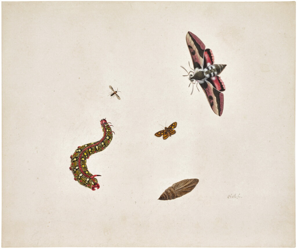View full screen - View 1 of Lot 264. A Hawkmoth and Caterpillar with other insects and a Chrysalis.