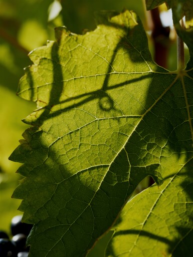 View full screen - View 1 of Lot 365. Château La Fleur Gazin 2015 (12 BT).
