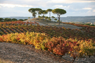 View full screen - View 1 of Lot 133. Vega Sicilia 'Unico' 1994 (3 BT).
