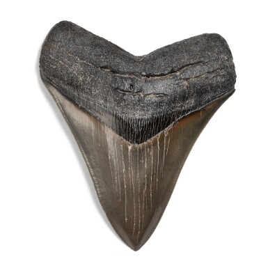 View full screen - View 1 of Lot 50. Megalodon Shark Tooth — Georgia.