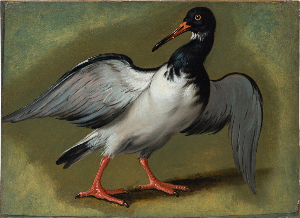 View full screen - View 1 of Lot 119. Oystercatcher.