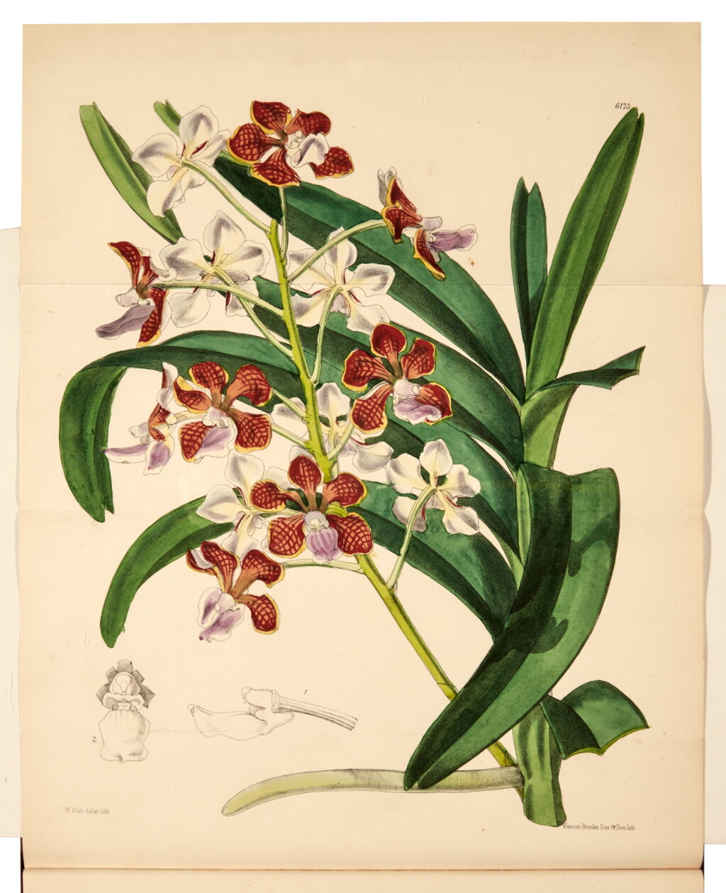View full screen - View 1 of Lot 96. William Curtis | The Botanical Magazine, London, 1787-1962, 131 volumes.