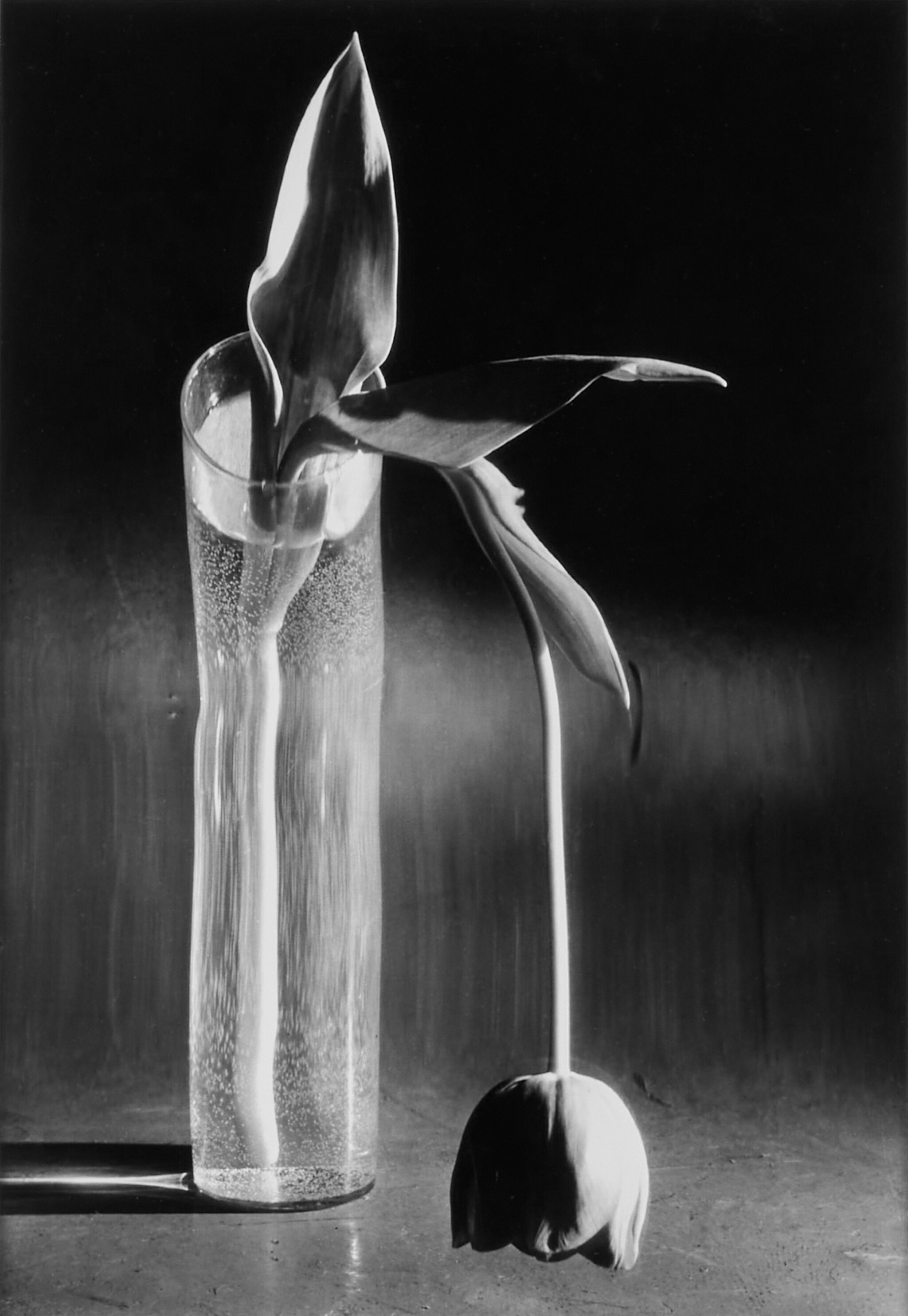 André Kertész | Melancholic Tulip | Modern Discoveries | 2025 |