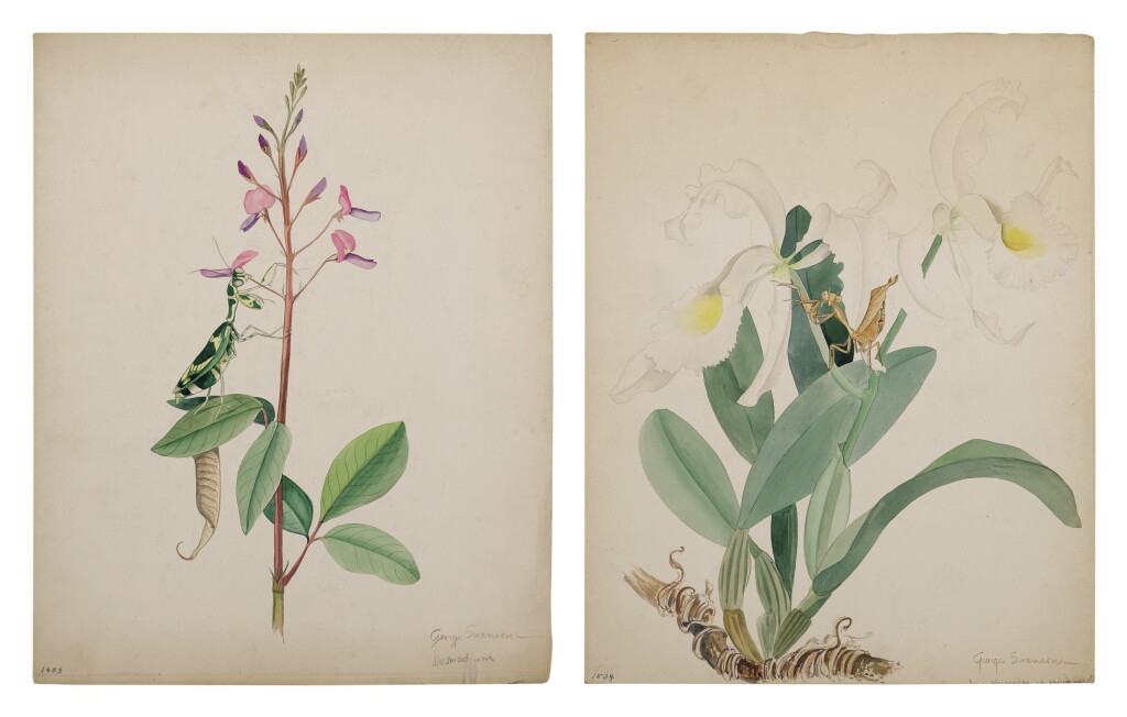 View full screen - View 1 of Lot 10. TWO WORKS: PRAYING MANTIS.