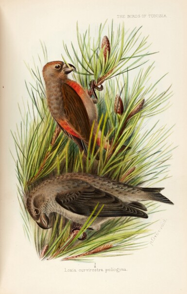View full screen - View 1 of Lot 502. Joseph Isaac Spadafora Whitaker | The birds of Tunisia, London, 1905, 2 vols, contemporary half morocco.