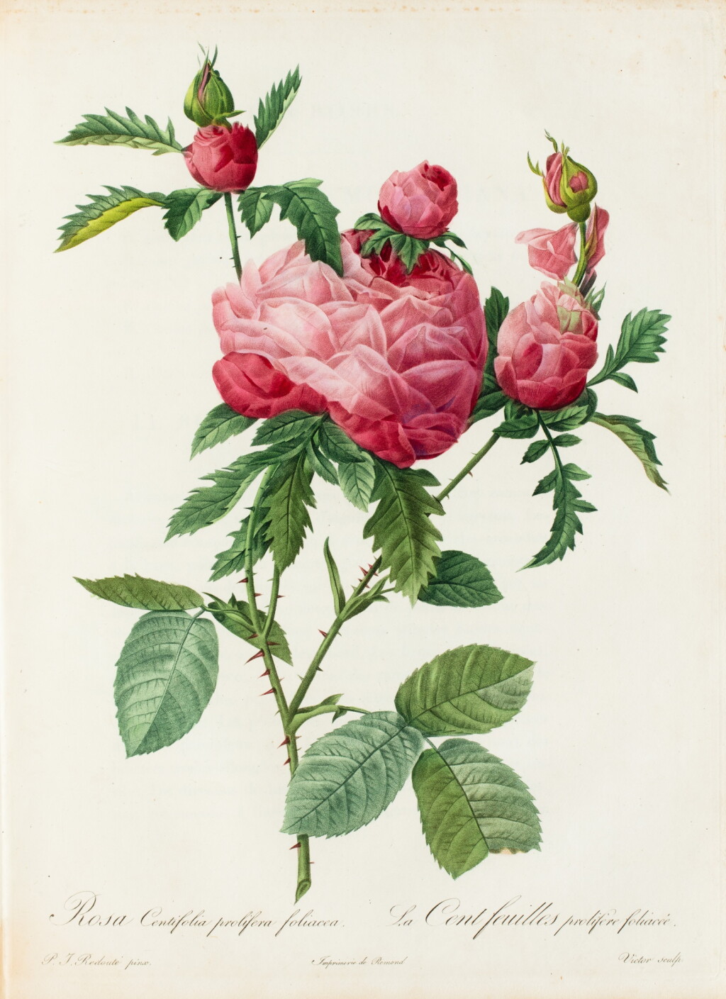 View full screen - View 1 of Lot 515. Les Roses.1817-1824. 3 vol. in-folio. Rel. de l'époque. Edition originale avec les planches en deux états..