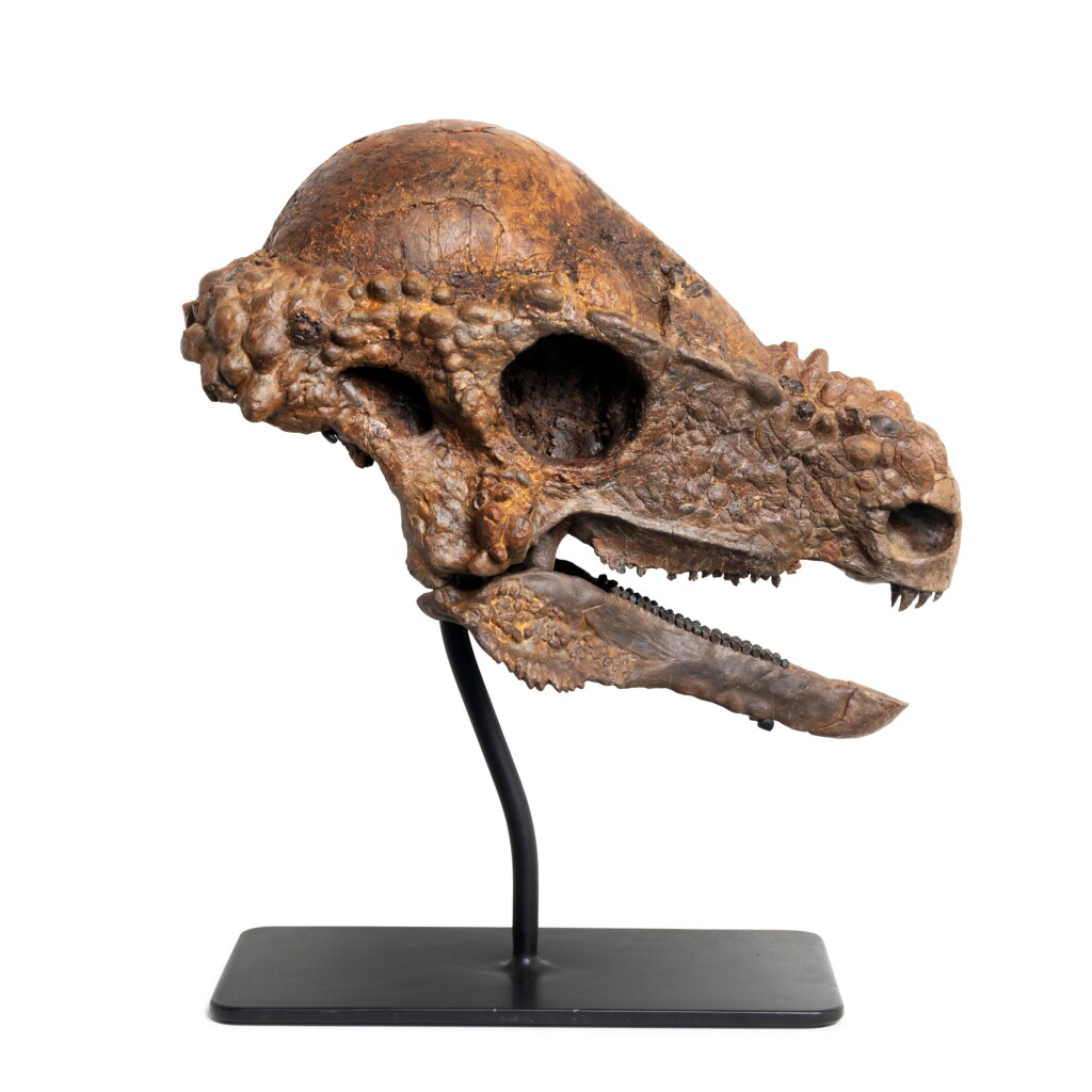 View full screen - View 1 of Lot 18. The Skull of a Pachycephalosaurus .