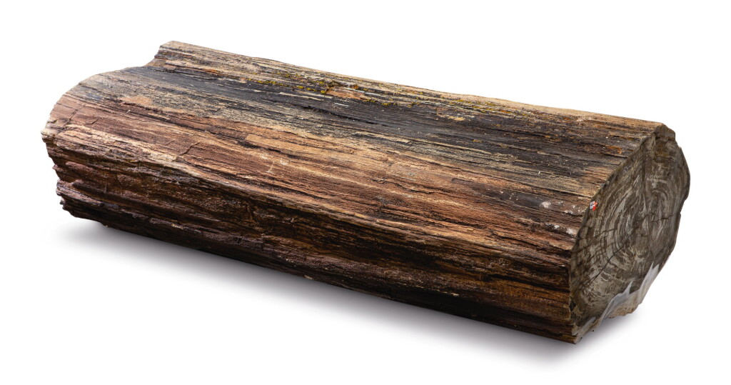 Voir en plein écran - Voir 1 du lot 15. A LARGE PETRIFIED WOOD LOG.