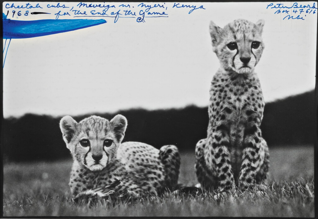 View full screen - View 1 of Lot 65. PETER BEARD | 'CHEETAH CUBS, MWEIGA NR. NYERI, KENYA'.