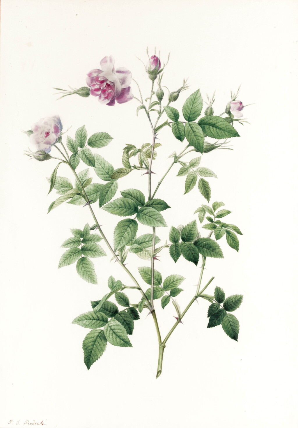 View full screen - View 1 of Lot 47. PIERRE JOSEPH REDOUTÉ | ROSA PARVI-FLORA.