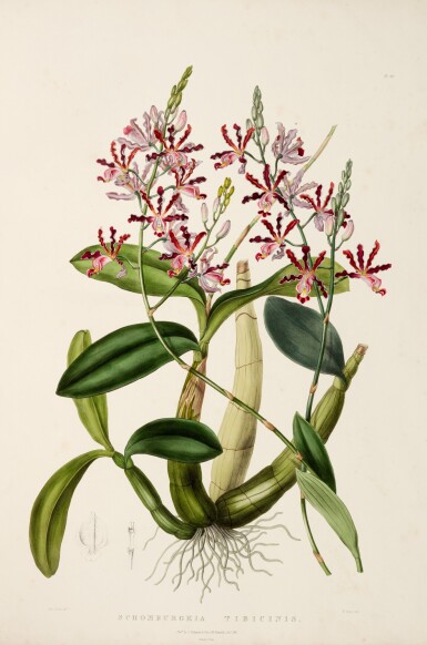 View full screen - View 1 of Lot 12. James Bateman | The orchidaceae of Mexico and Guatemala, London, 1843.