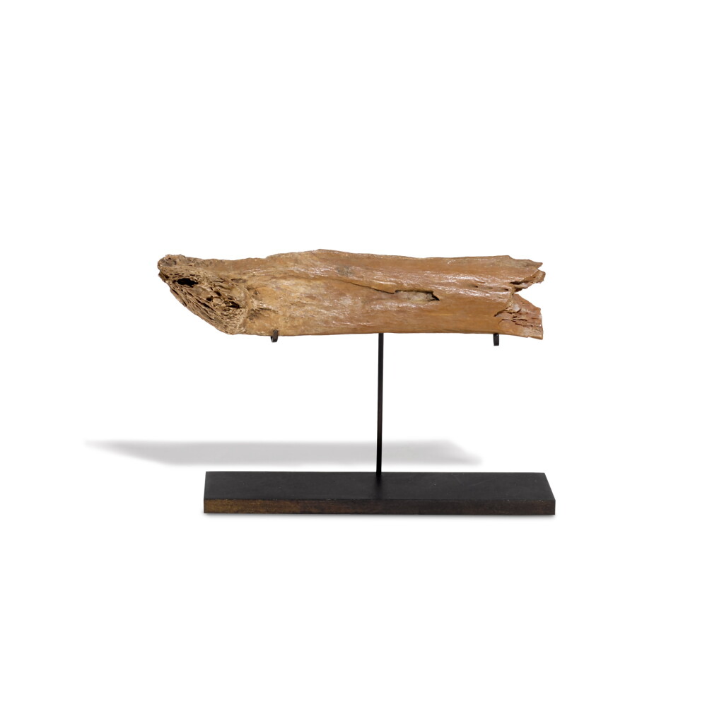 View full screen - View 1 of Lot 17. A section of Dodo (Raphus cucullatus) beak, circa 1500.