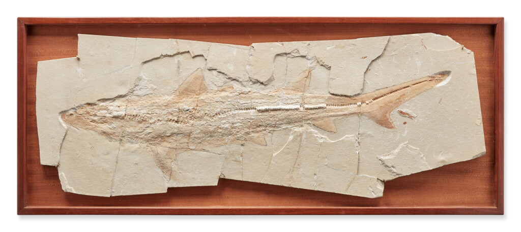 View full screen - View 1 of Lot 9. Rare Large Shark Fossil.