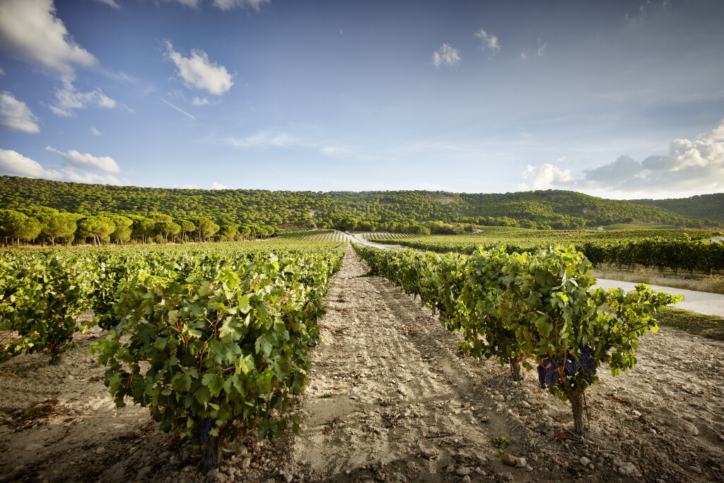 View full screen - View 1 of Lot 489. Vega Sicilia 'Unico' 1990 (4 BT).