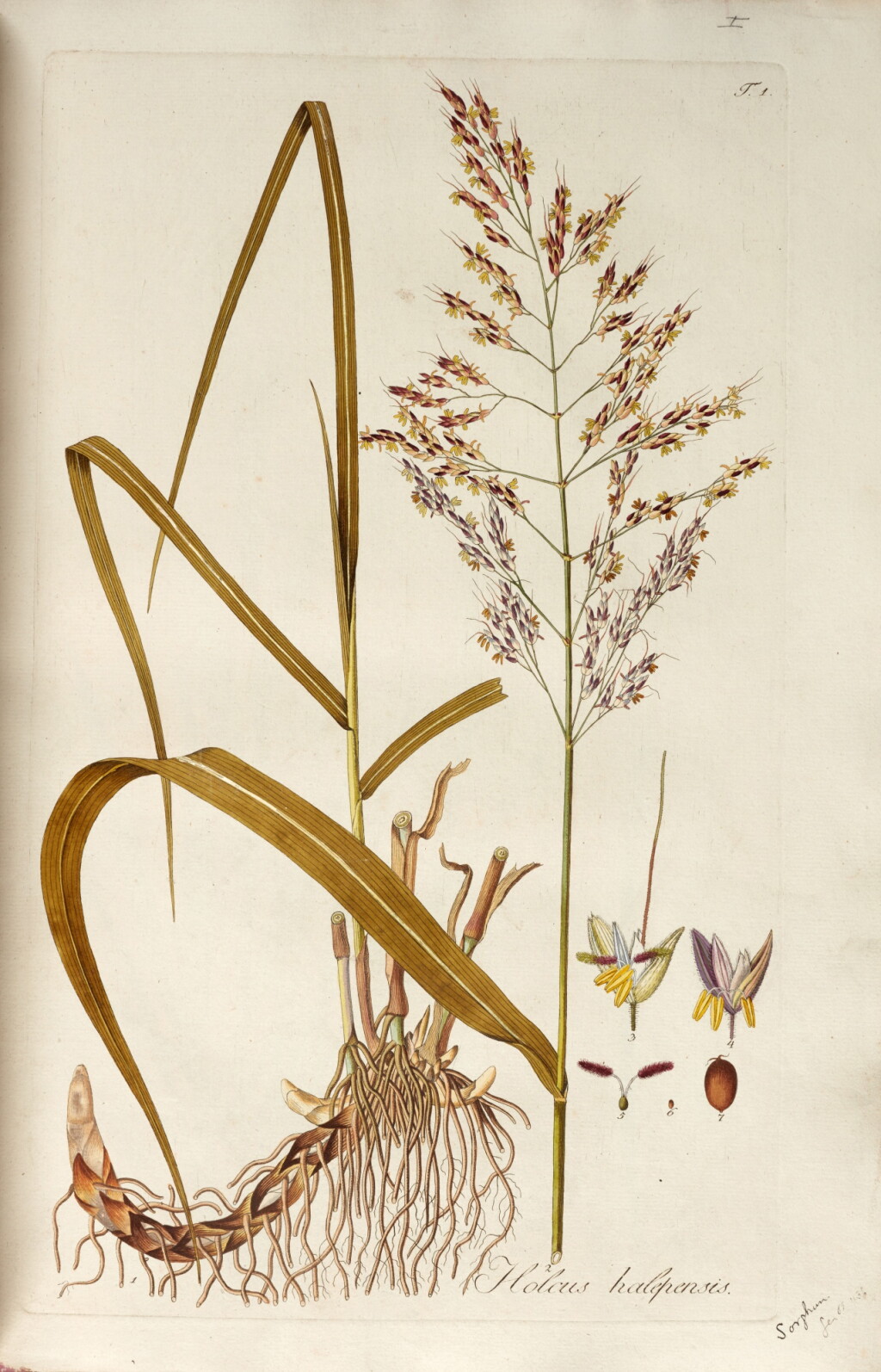View full screen - View 1 of Lot 358. Nicolaus Thomas Host | Icones... graminum Austriacorum, 1801-09, 4 vols, three quarter morocco by Sangorski & Sutcliffe.