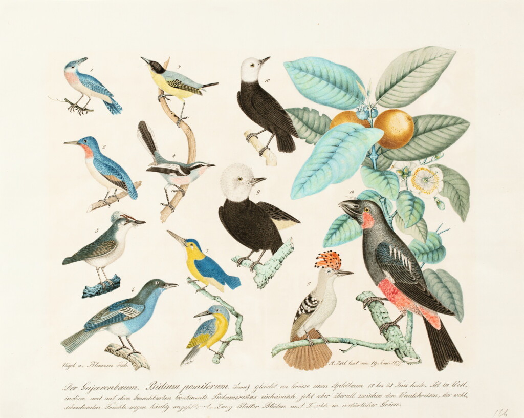View full screen - View 1 of Lot 123. ALOYS ZÖTL | STUDY OF BIRDS AND GUAVA.