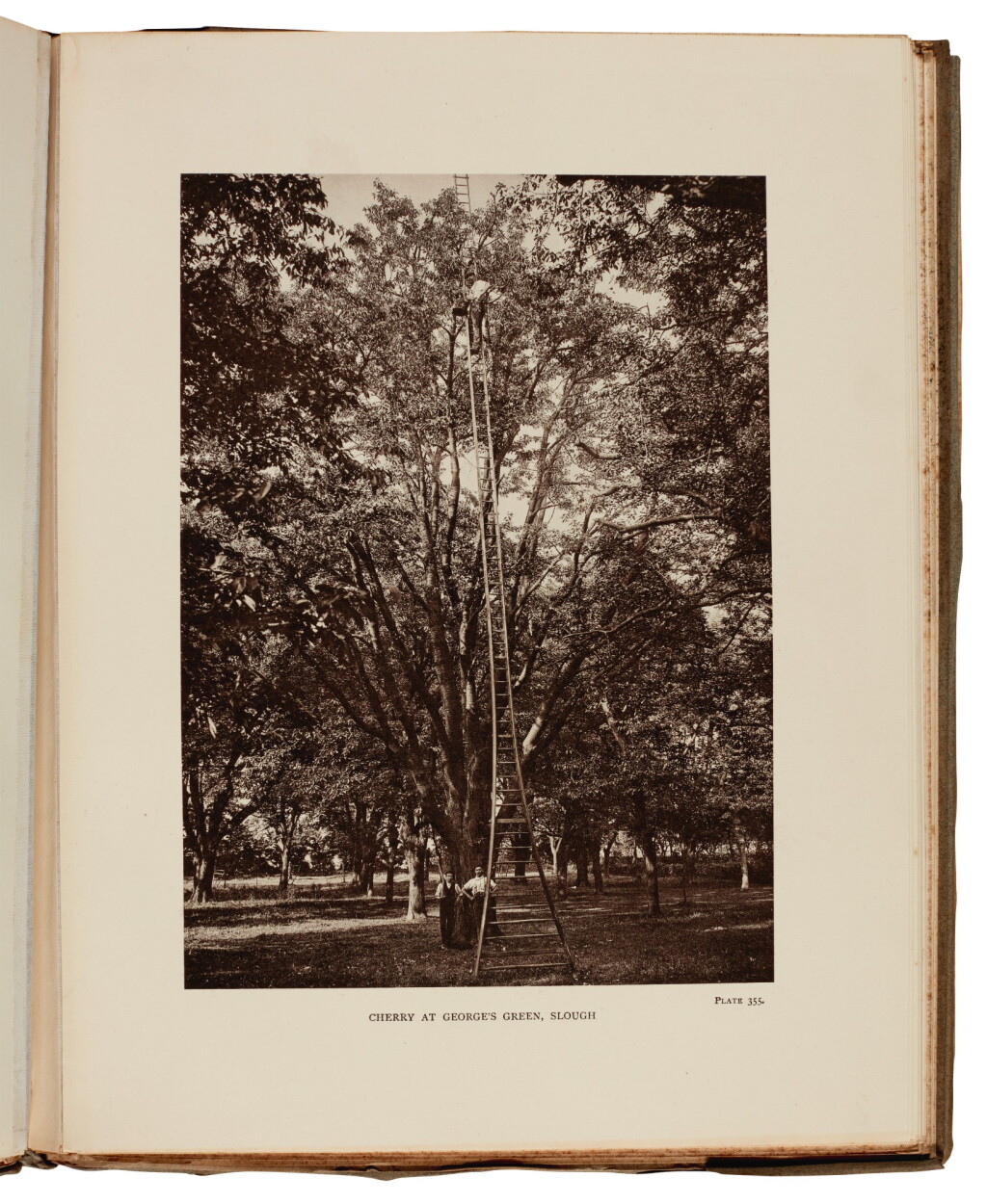 View full screen - View 1 of Lot 332. Elwes and Henry. The Trees of Great Britain and Ireland. 1906-1913. 15 parts in 7 volumes.