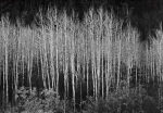 'Aspens, Dawn, Dolores River Canyon, Colorado'