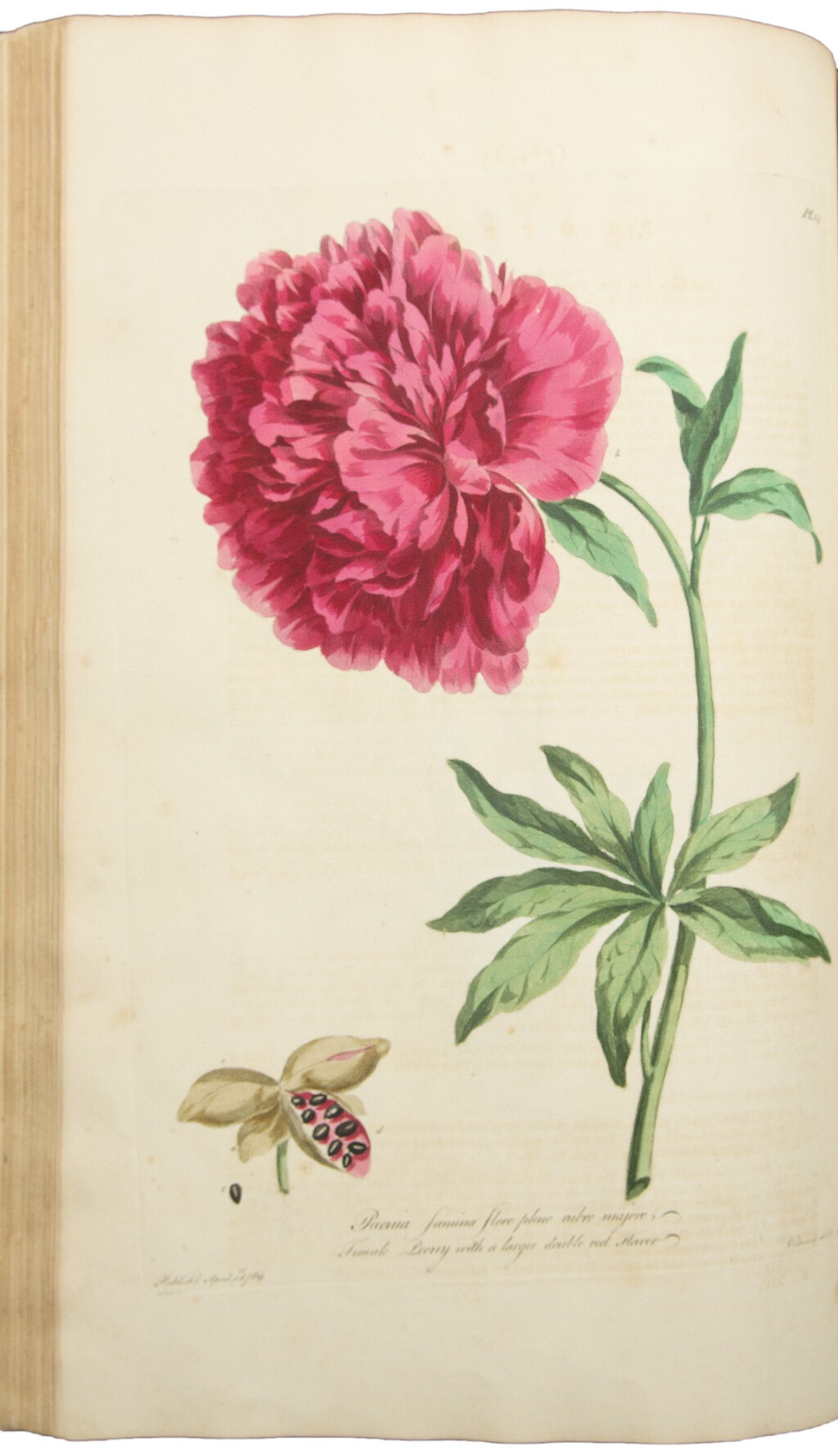 View full screen - View 1 of Lot 55. Edwards, John. One of the most highly artistic flower books of the eighteenth century.