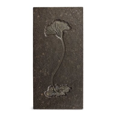View full screen - View 1 of Lot 5. A fossil of a Sea Lily (Seirocrinus subangularis, Crinoidea family) Holzmaden, Germany, Lower Jurassic Period, circa 180m years old.