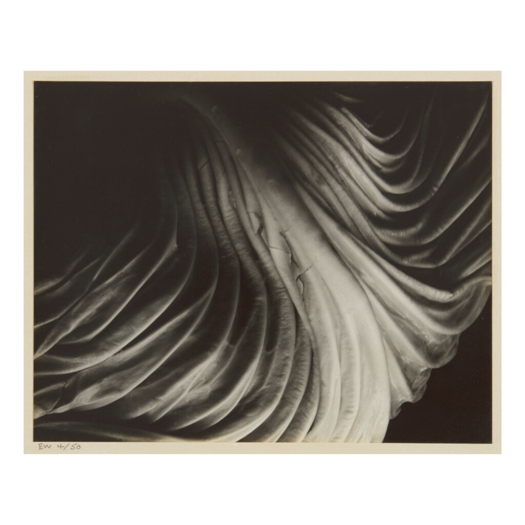 View full screen - View 1 of Lot 40. EDWARD WESTON | 'CABBAGE LEAF'.