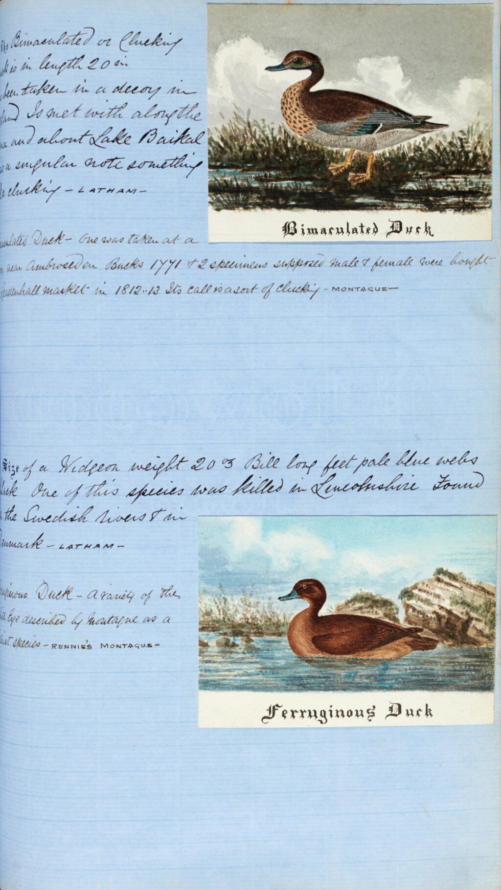 View full screen - View 1 of Lot 335. Fowling manuscript | "Notes on birds manuscript. Original watercolour drawings", 1858, blue morocco gilt by Riviere.