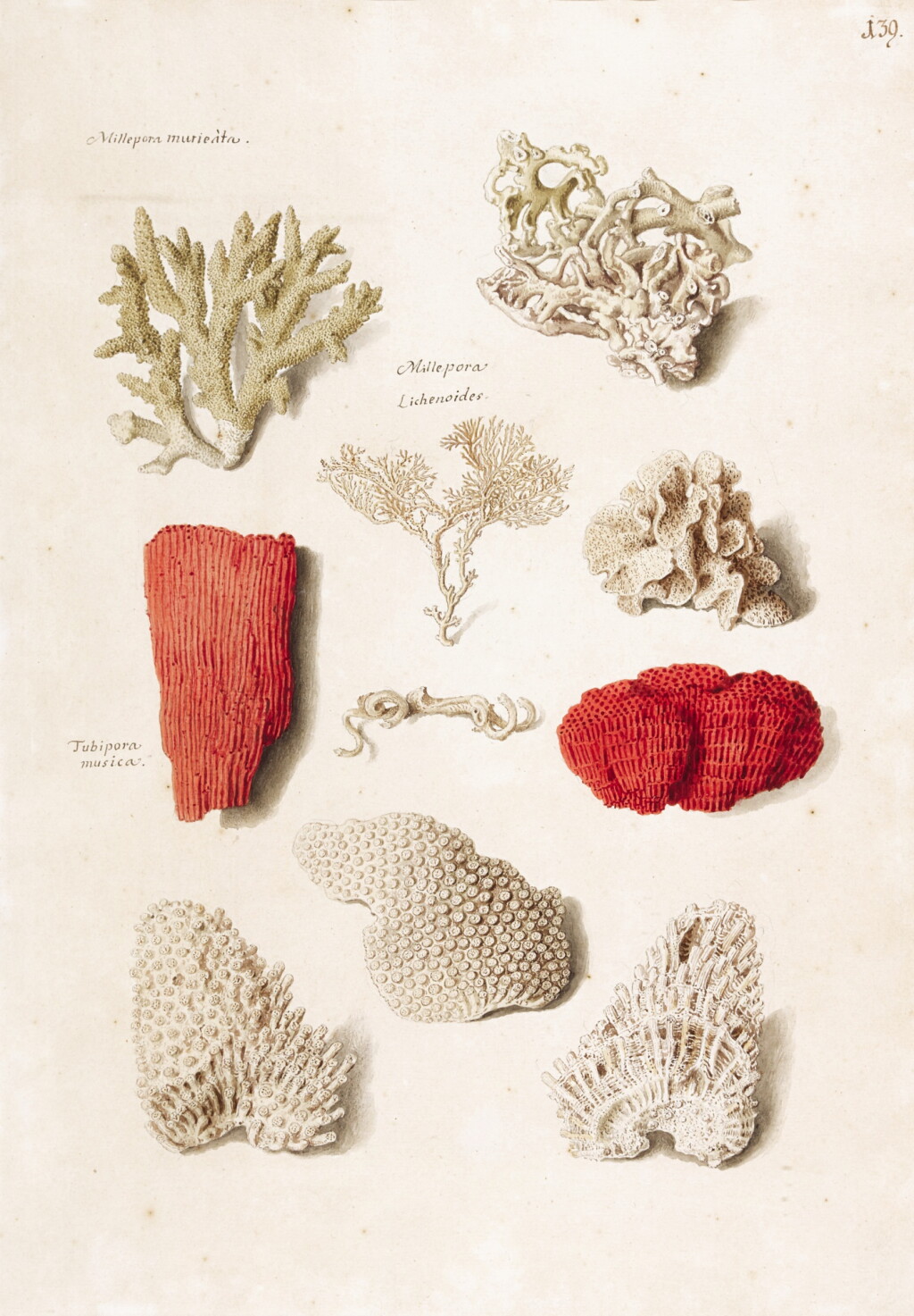 View full screen - View 1 of Lot 242. Two sheets of studies of corals.