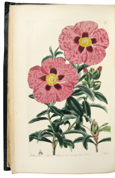 View full screen - View 1 of Lot 161. SWEET, ROBERT | Cistineae. The Natural Order of Cistus, or Rock-Rose. London: James Ridgway, 1825-1830.
