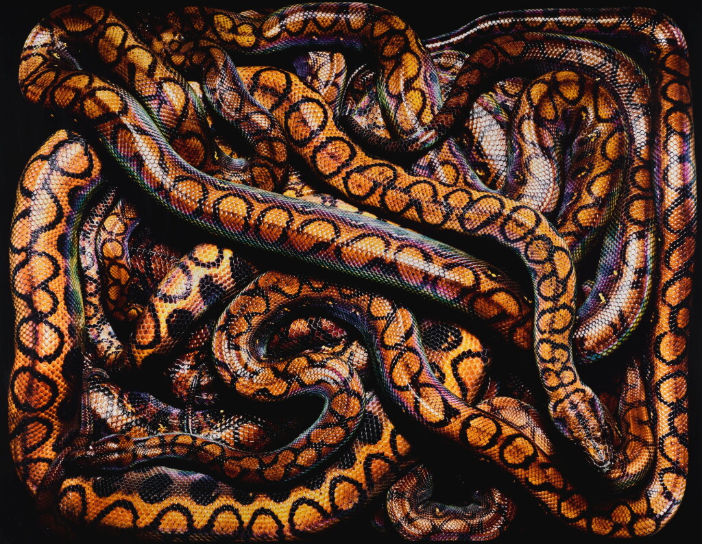 View full screen - View 1 of Lot 84. GUIDO MOCAFICO | EPICRATES CENCHRIA CENCHRIA, 2002.