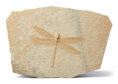 View full screen - View 1 of Lot 19. A FOSSIL DRAGONFLY.