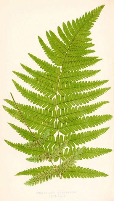 View full screen - View 1 of Lot 141. Edward Joseph Lowe | Ferns, British and exotic, 1856-1860, 8 volumes.
