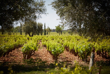 View full screen - View 1 of Lot 386. Château de Beaucastel Rouge 2009 (6 BT).