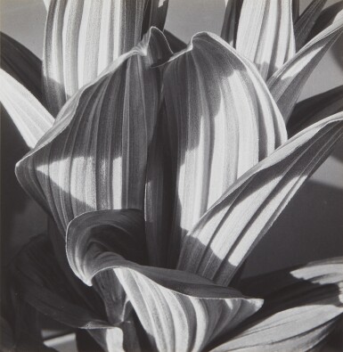 View full screen - View 1 of Lot 481. False Hellebore.