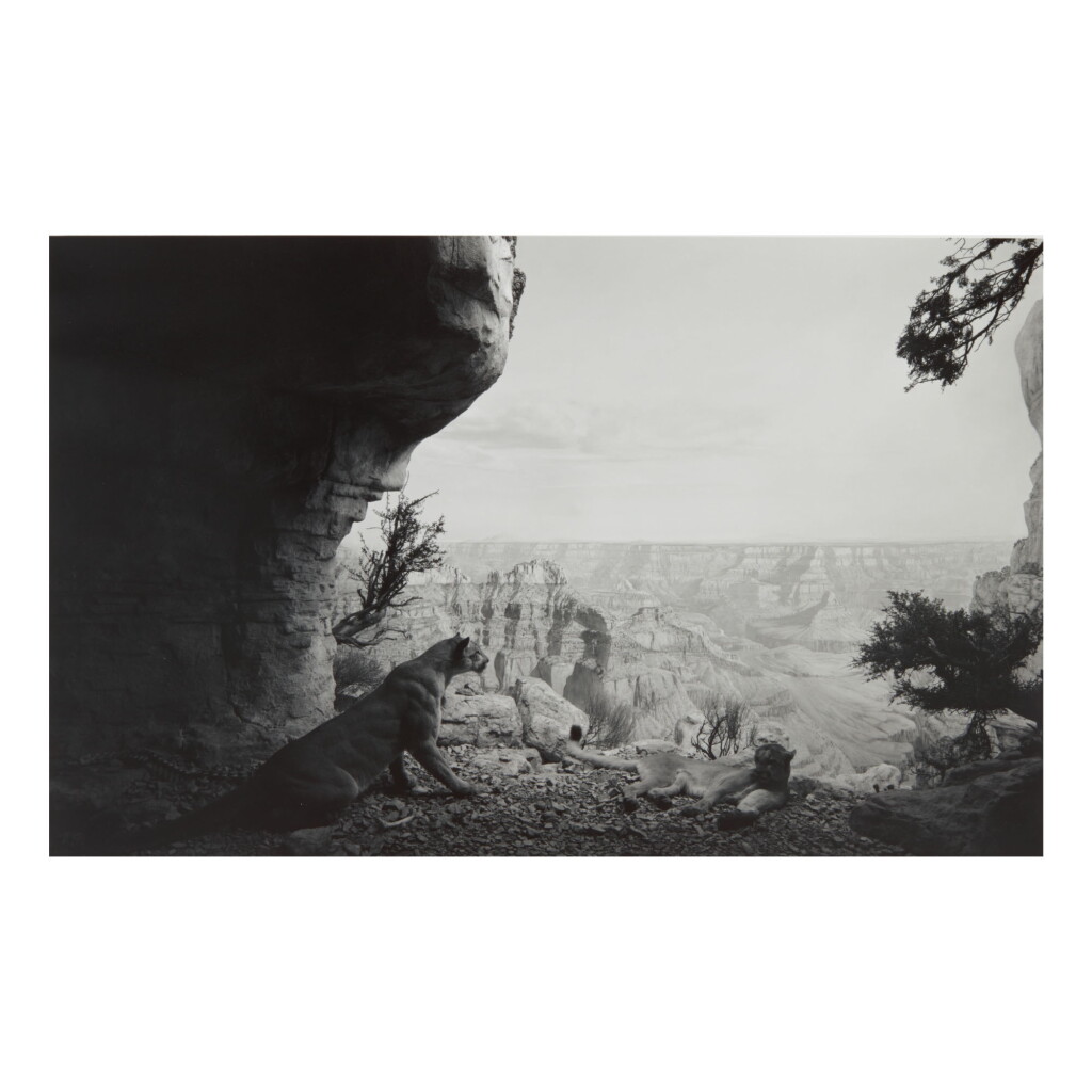 View full screen - View 1 of Lot 18. HIROSHI SUGIMOTO | MOUNTAIN LION (#109).
