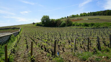 View full screen - View 1 of Lot 114. Mixed red Burgundy from Méo-Camuzet (5 BT).