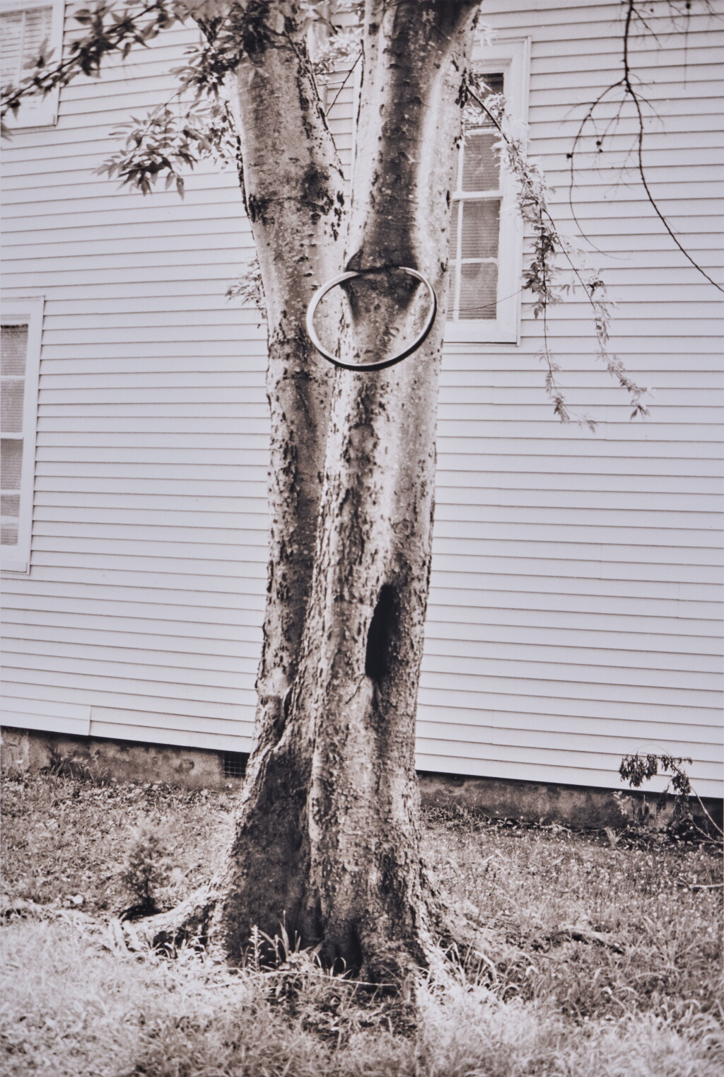 View full screen - View 1 of Lot 109. Money Tree (for Parkett 31).