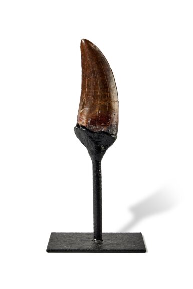 View full screen - View 1 of Lot 204. Tyrannosaurus Rex Tooth.