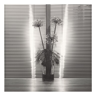 View full screen - View 1 of Lot 197. ROBERT MAPPLETHORPE | FLOWER.