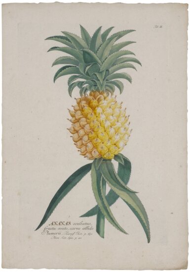 View full screen - View 1 of Lot 1117. Trew, Christoph Jacob, and Georg Dionysius Ehret | Over one hundred plates from one of the greatest botanical color-plate books.