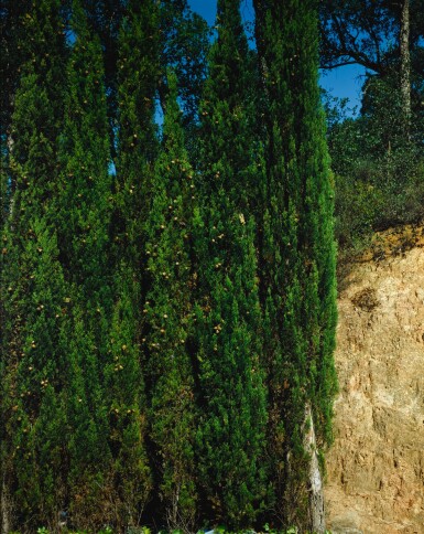 View full screen - View 1 of Lot 125. JEAN-MARC BUSTAMANTE | TABLEAU T.126.91 (CYPRES).