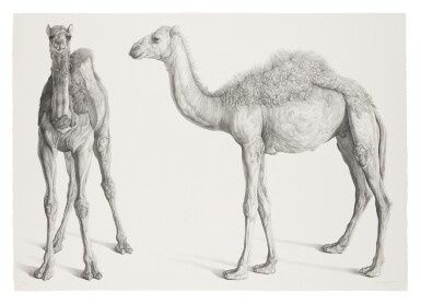 View full screen - View 1 of Lot 708. Dromedarios (Camels).