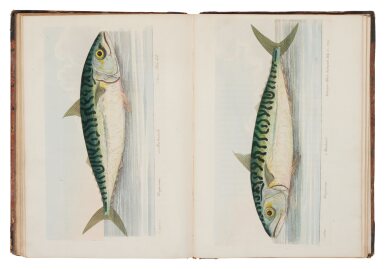 View full screen - View 1 of Lot 1039. North, Roger — Eleazar Albin (illustrator) | Beautifully colored fish....