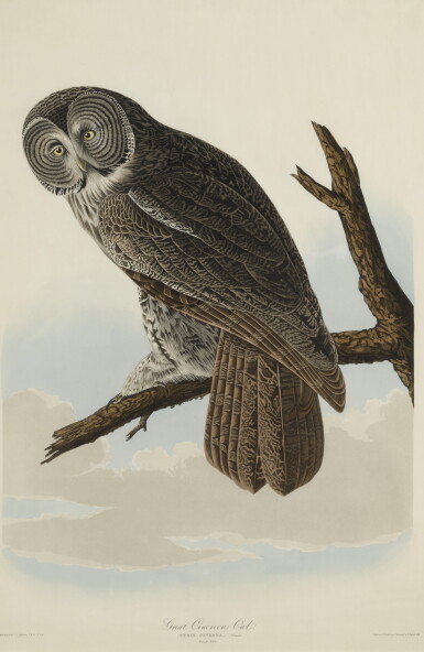 View full screen - View 1 of Lot 1773. JOHN JAMES AUDUBON (AFTER) | GREAT CINEREOUS OWL (PLATE CCCLI).