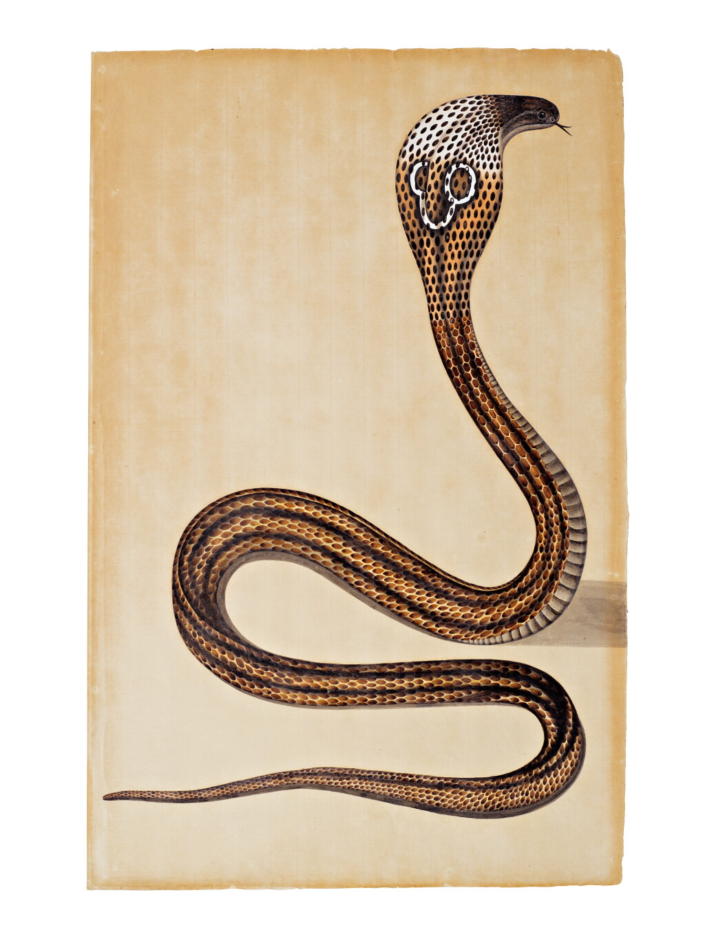 View full screen - View 1 of Lot 131. A Cobra de Capello (Naja Tripudians), from the collection of Major James Nathaniel Rind, India, Company School, Calcutta, circa 1800.